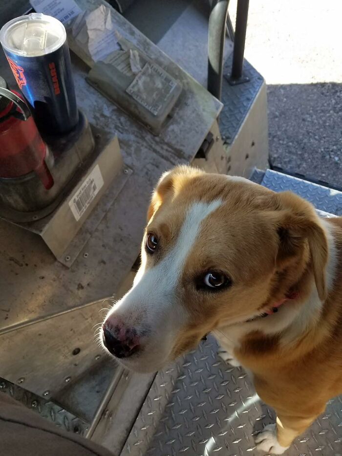 Friendly brown and white dog inside a delivery vehicle, one of the adorable pets UPS drivers met during their routes.