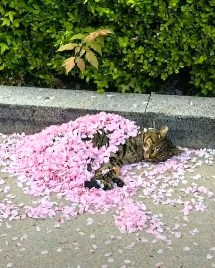 Tabby cat peacefully sleeping covered with a blanket of pink petals, showcasing amazing cats with immaculate auras.