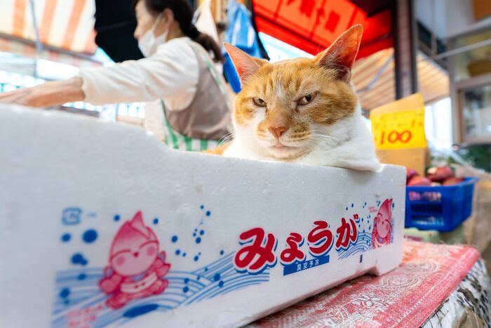 Adorable orange and white cat resting inside a box at a busy market, showcasing top-tier cat charm.