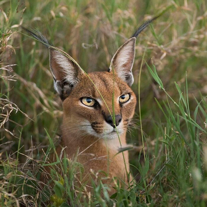 Caracal resting in tall grass showcasing breathtaking wildlife in a natural habitat close-up photo.
