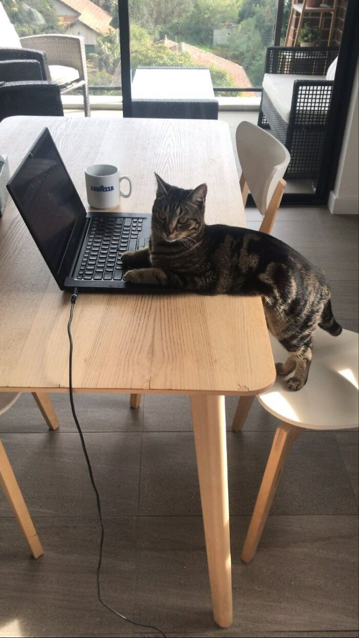 Tabby cat lying on a laptop on a wooden table in a bright room, showcasing adorable cats working at home.