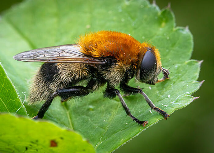 Close-up of a bee on a green leaf showcasing surprising animal facts that are both creepy and cool in nature.