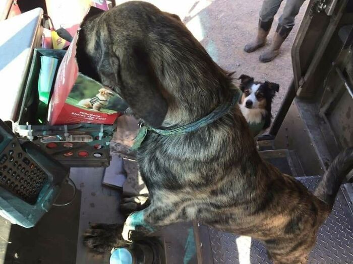 Brindle dog with collar inside UPS truck and another small dog looking up from steps, adorable pets with UPS drivers.