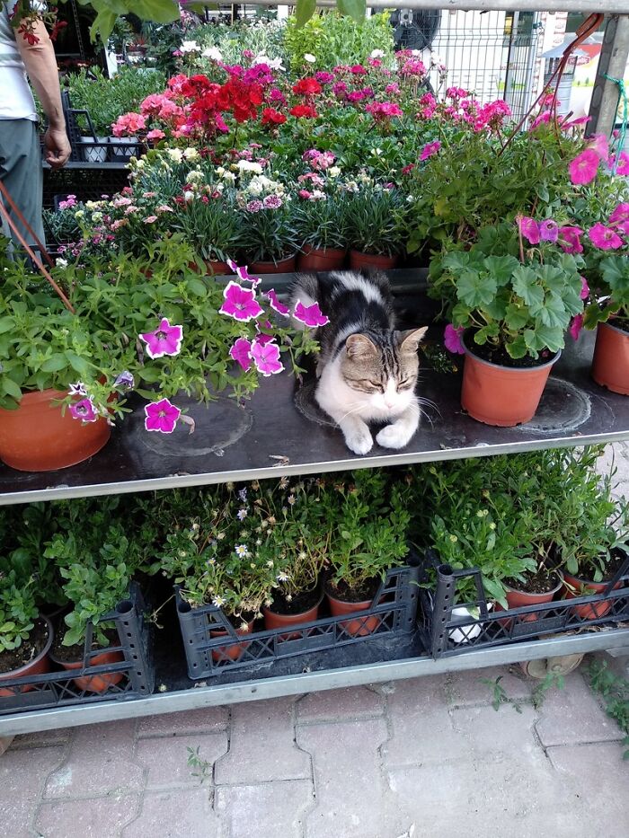 Cat resting peacefully among colorful potted flowers at a garden center, showing adorable top-tier charm.
