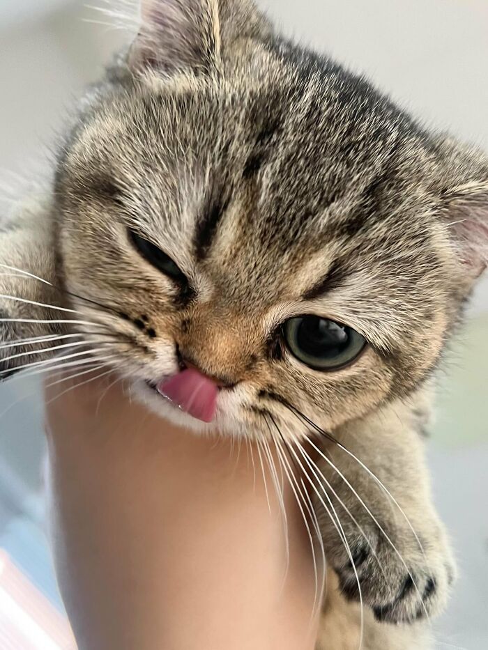 Close-up of an amazing cat with an immaculate aura licking its nose while being held in a hand.