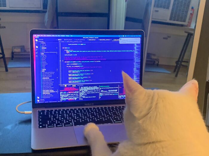 White cat using a laptop with code on the screen, showcasing adorable cats and their top-tier work.
