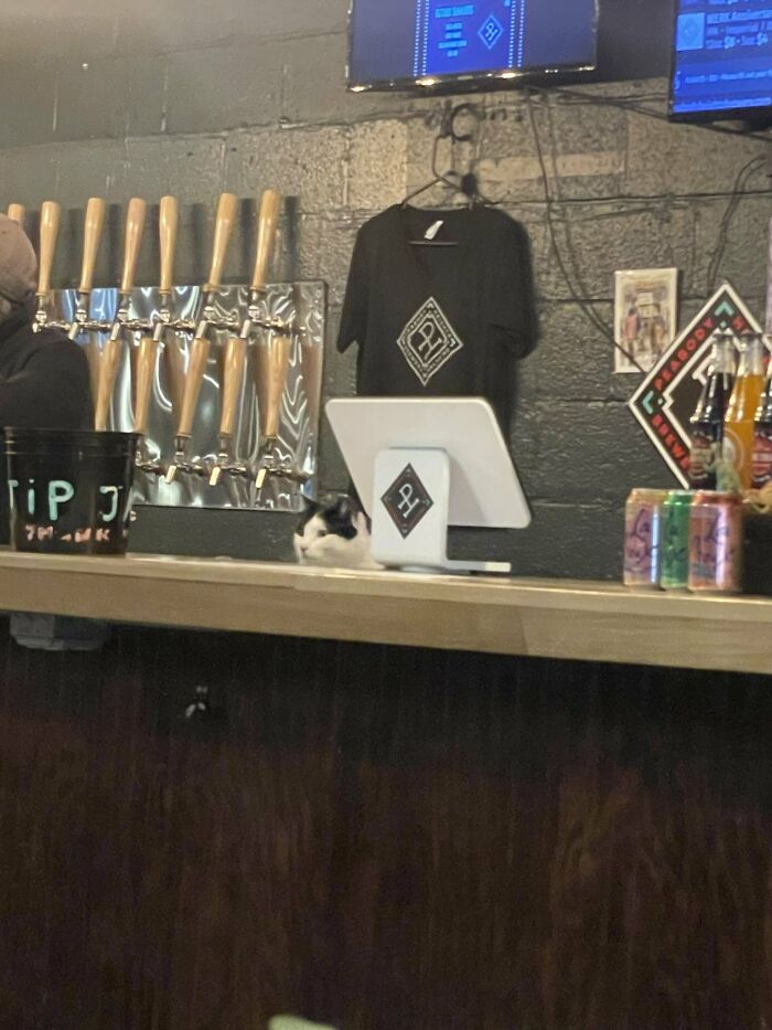 Black and white cat sitting behind a bar counter with tap handles and soda cans, part of adorable cats at work.