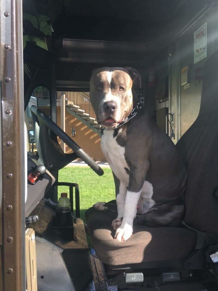 Pit bull sitting on the driver's seat inside a UPS truck during a sunny day, showcasing adorable pets meeting UPS drivers.