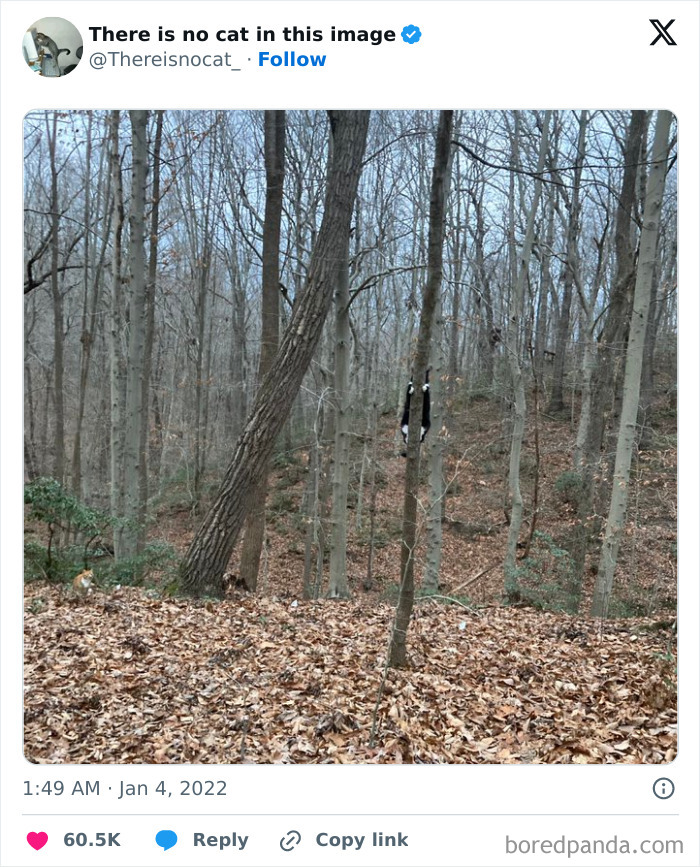 Black and orange cats blending perfectly into the woodland background of bare trees and fallen leaves.