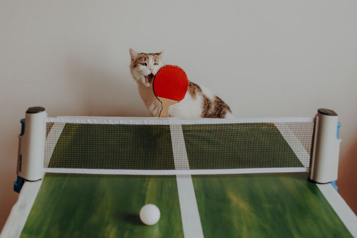 My Cats Became Sportsmen