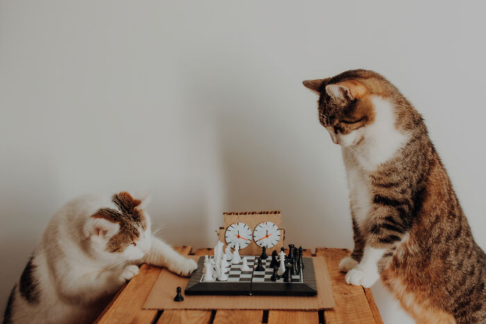 My Cats Became Sportsmen