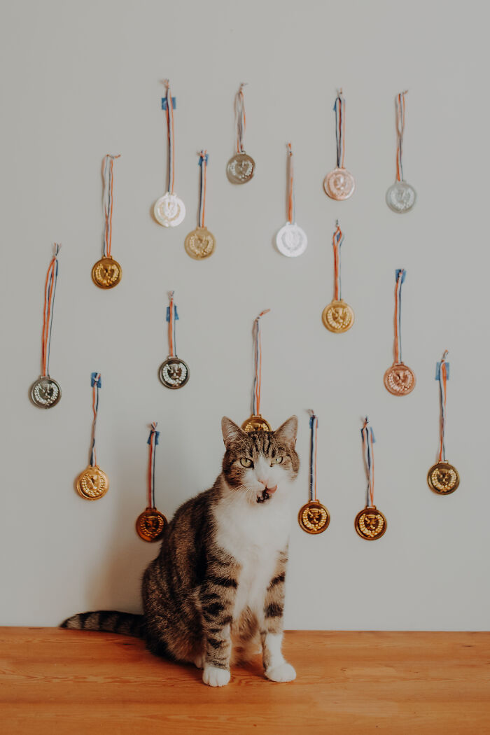 My Cats Became Sportsmen