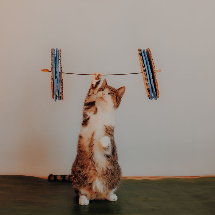 My Cats Became Sportsmen