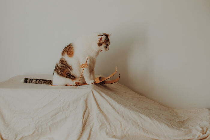 My Cats Became Sportsmen