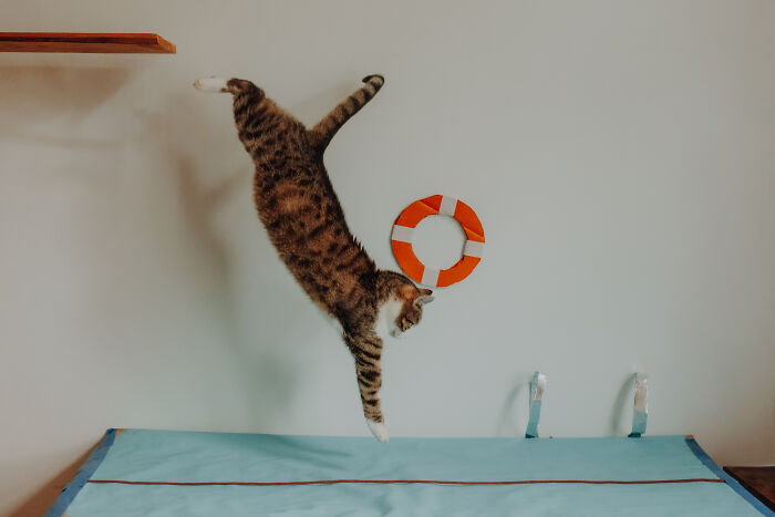 My Cats Became Sportsmen