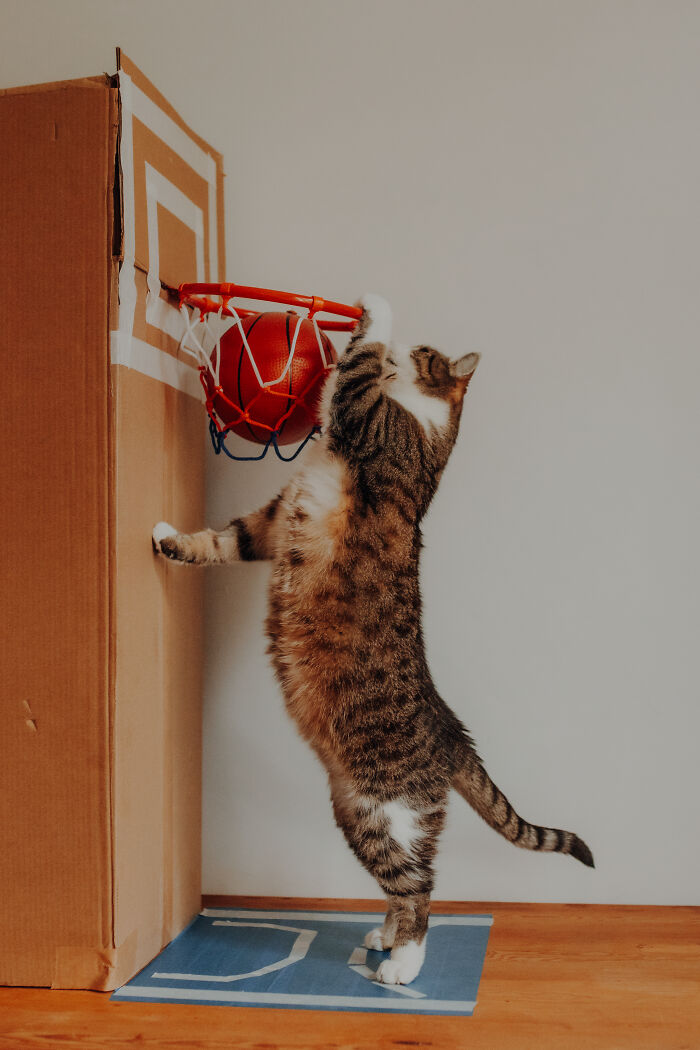 My Cats Became Sportsmen