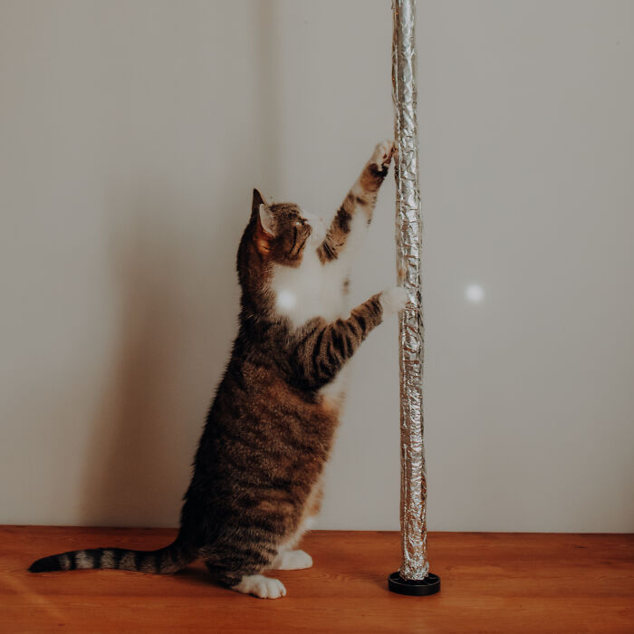 My Cats Became Sportsmen