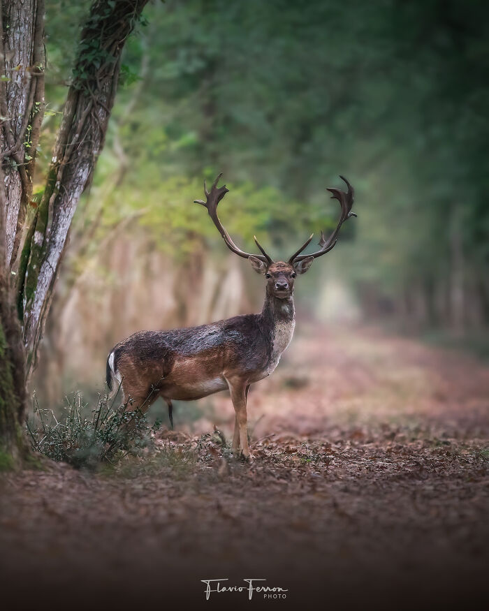 Deer standing on a forest path with trees, showcasing how respecting nature creates stunning photos in natural light.