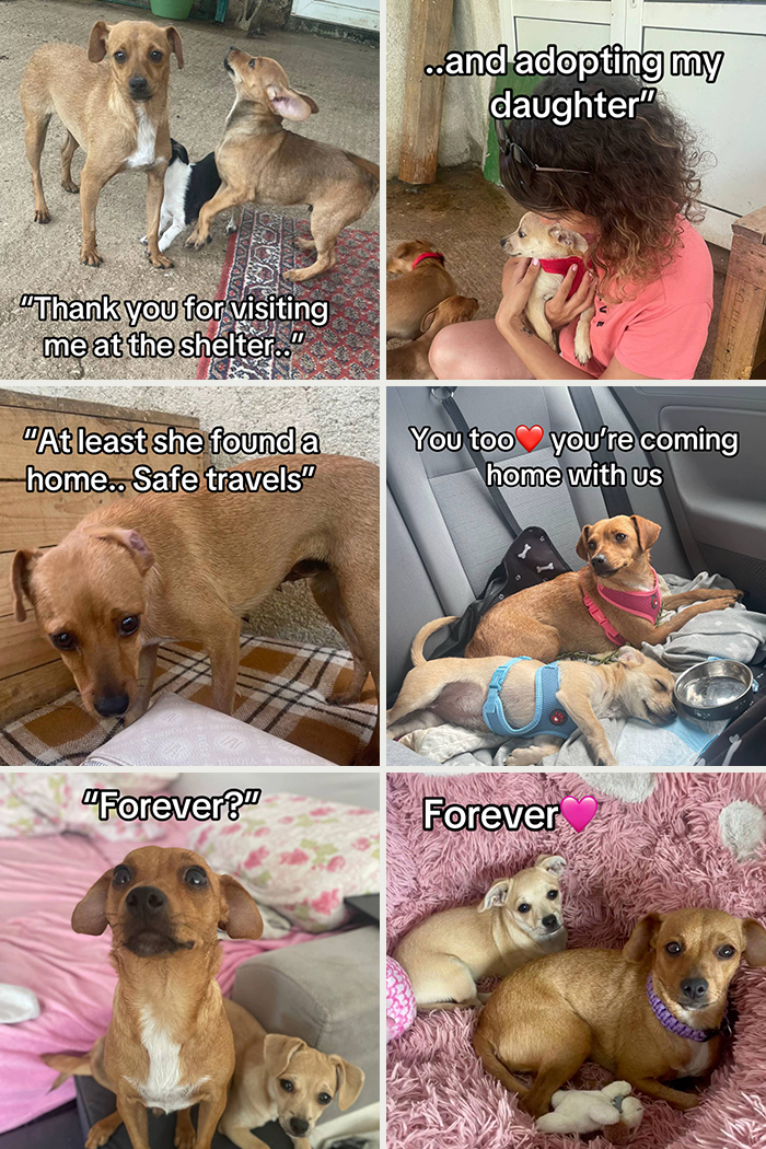 Two adorable dogs in various stages of adoption, highlighting heartwarming adoption pics and the joy of finding a home.