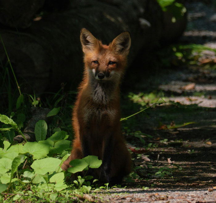 Fox sitting quietly in a shaded outdoor area, representing the eerie moments security guards have encountered on the job.