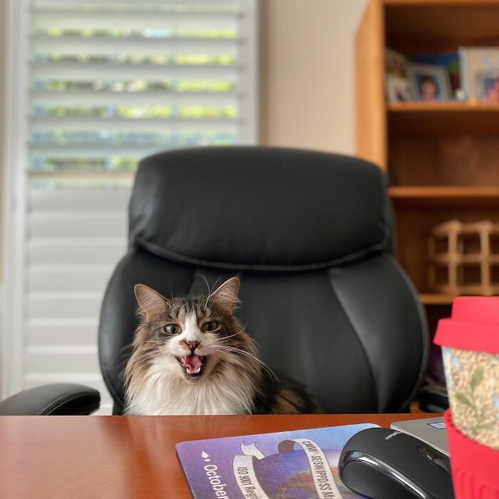 Fluffy adorable cat sitting on an office chair behind a desk, appearing to be working in a home office setting.