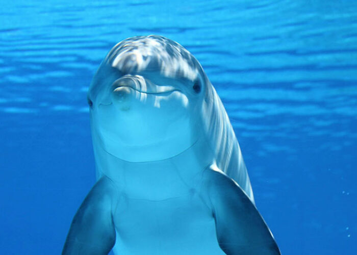 Close-up of a dolphin underwater showcasing surprising animal facts that are both creepy and cool in marine life.