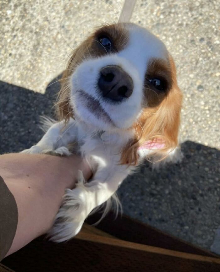 Close-up of an adorable dog greeting a UPS driver outside on a sunny day during a delivery visit.