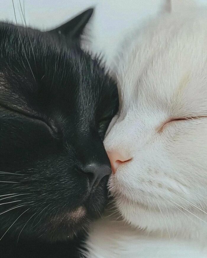 Close-up of two amazing cats with contrasting black and white fur, peacefully resting with their faces touching.