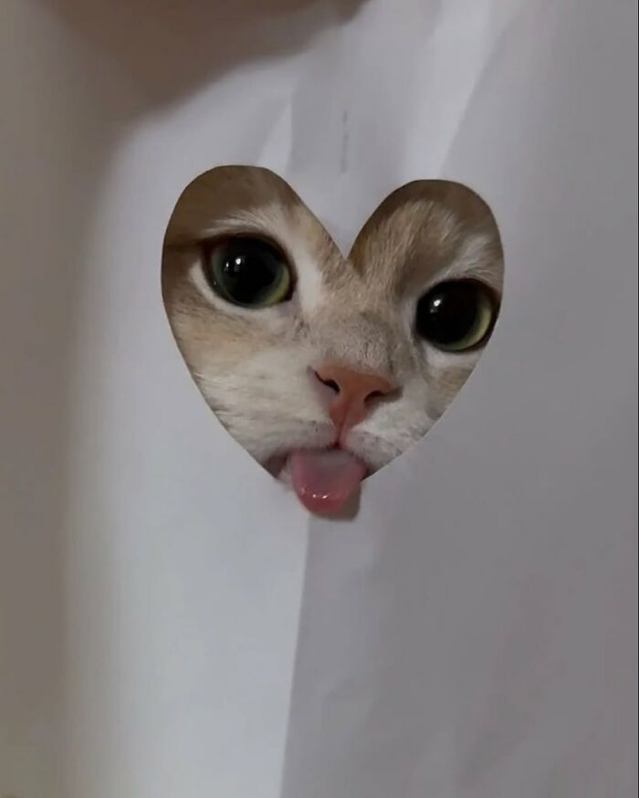 Close-up of an amazing cat with an immaculate aura peeking its tongue through a heart-shaped cutout in white paper.