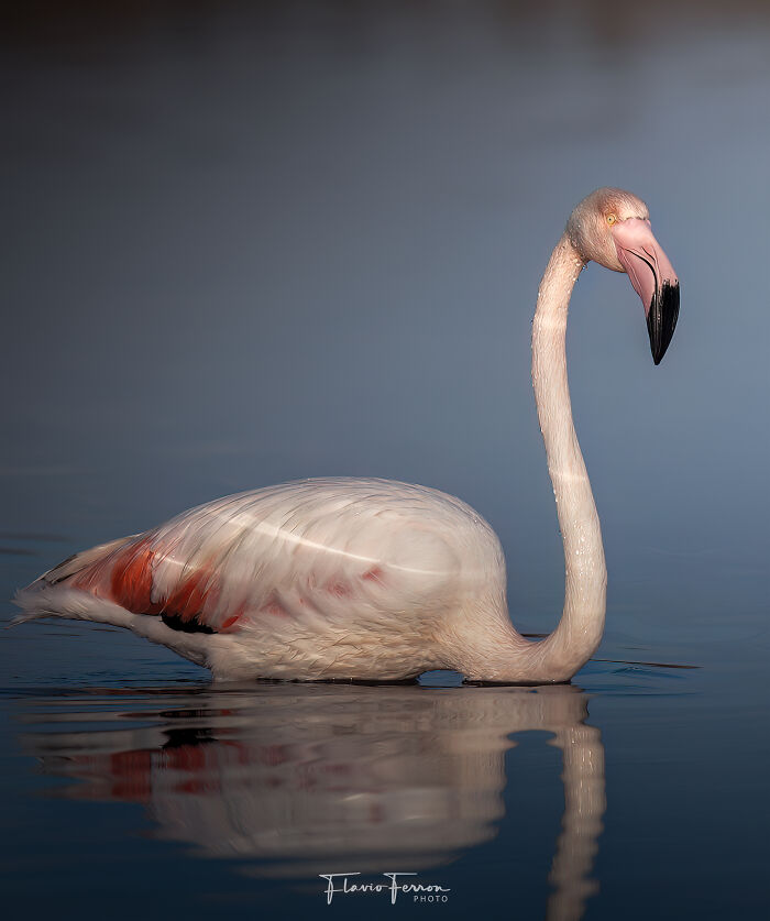 Flamingo in calm water showcasing how respecting nature creates stunning photos with natural light and reflection.