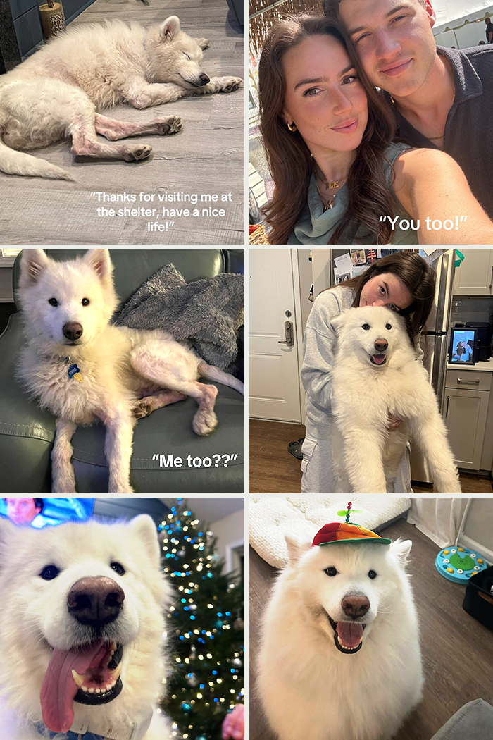 Collage of happy adoption pics featuring a white fluffy dog growing from shelter to a loving home.