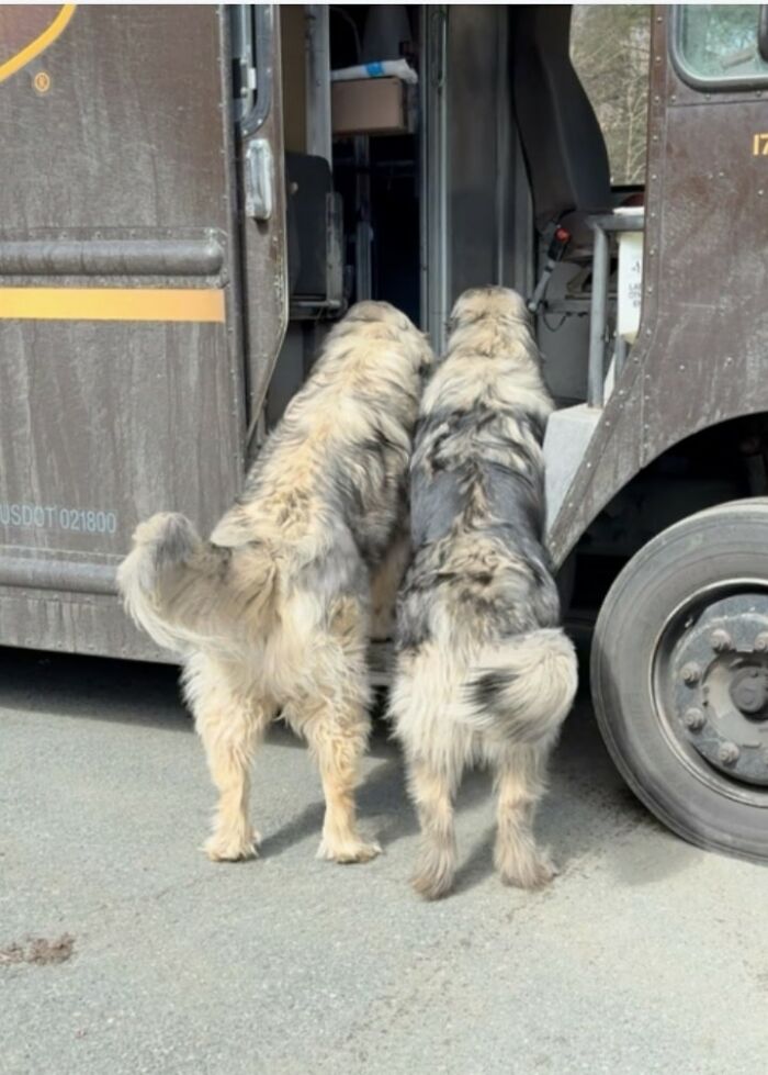 Two fluffy dogs standing on hind legs looking into a UPS truck, showcasing adorable pets UPS drivers met.