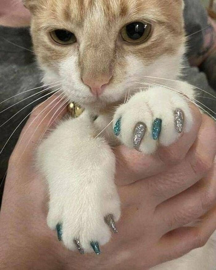 Close-up of an amazing cat with immaculate auras, showing its paws with glittery blue and silver painted claws.