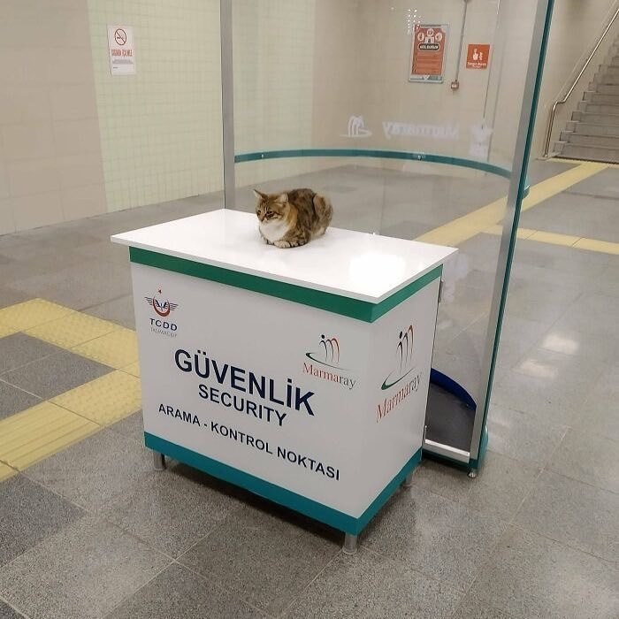 Calico cat sitting on a security desk in a subway station, showcasing adorable cats with top-tier work presence.