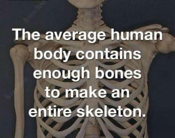 Skeleton humor meme with text about the human body containing enough bones to make an entire skeleton for EMTs and paramedics.
