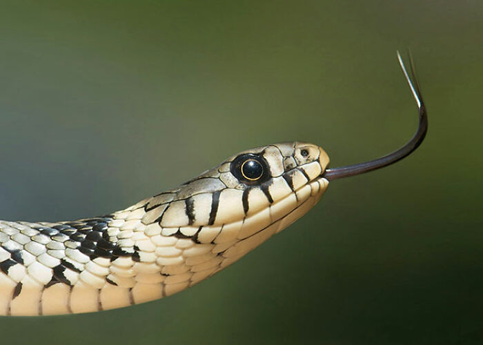 Close-up of a snake flicking its tongue, showcasing surprising animal facts that are both creepy and cool.