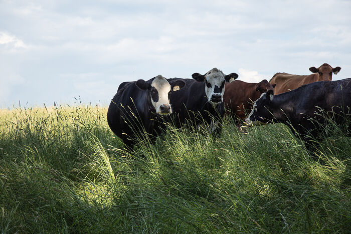 Doll By Susan Anthony