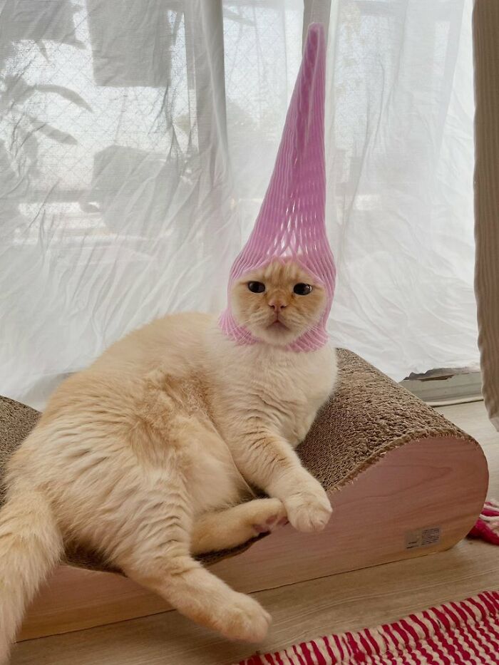 Cream-colored cat with an immaculate aura wearing a pink mesh hat, lounging on a curved scratching post near a window.