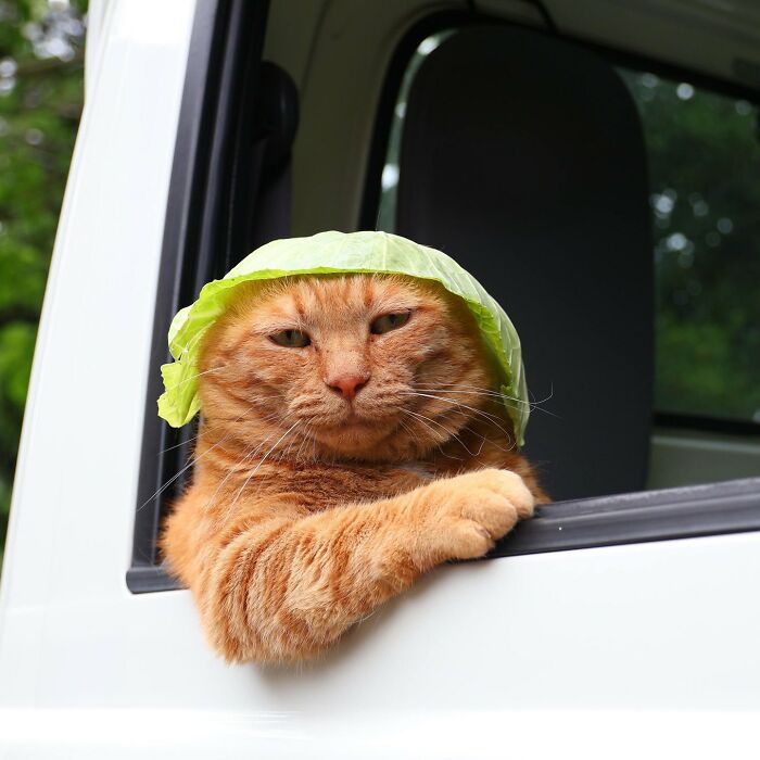 Orange cat with an immaculate aura wearing a lettuce leaf hat, resting its paw on a car window frame outdoors.
