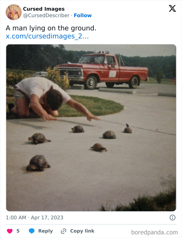 Man lying on ground reaching toward turtles on a driveway near a red pickup truck in disturbing pictures.