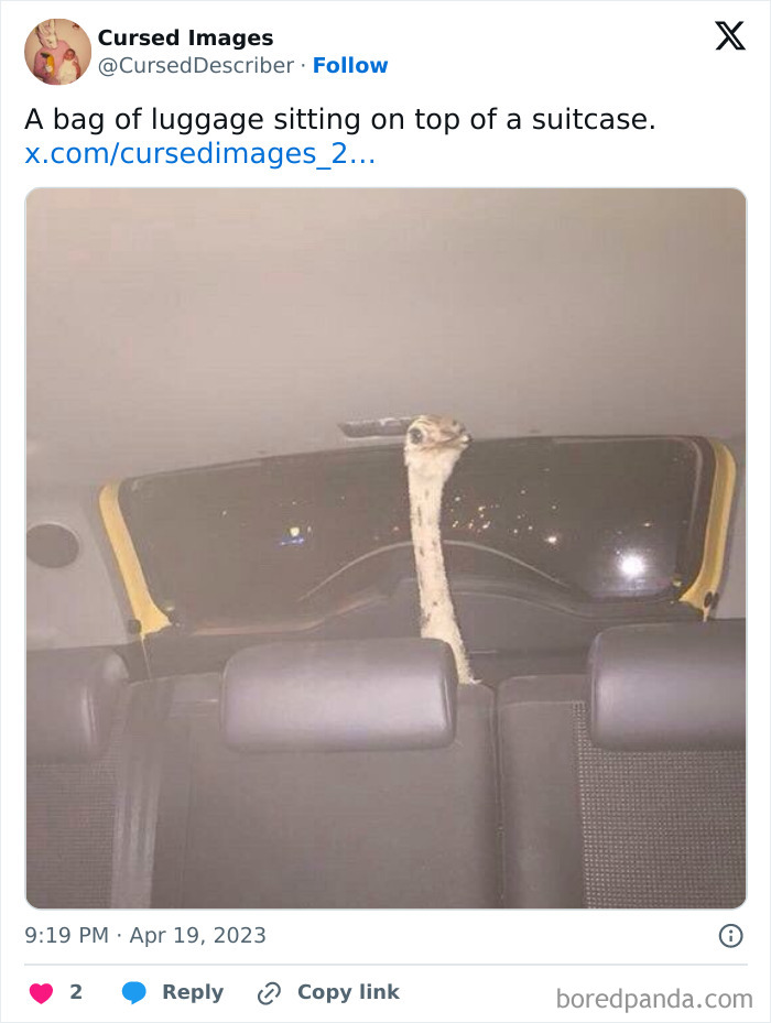 A disturbing picture of an ostrich head sticking through a car window, creating a cursed and unsettling scene.