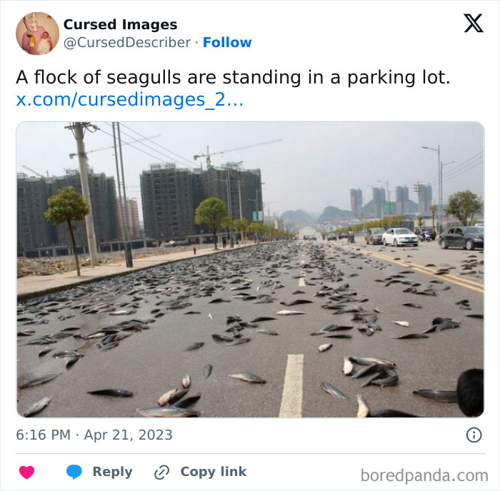 Dead fish scattered across a large road in an urban area, creating a disturbing and cursed visual effect.