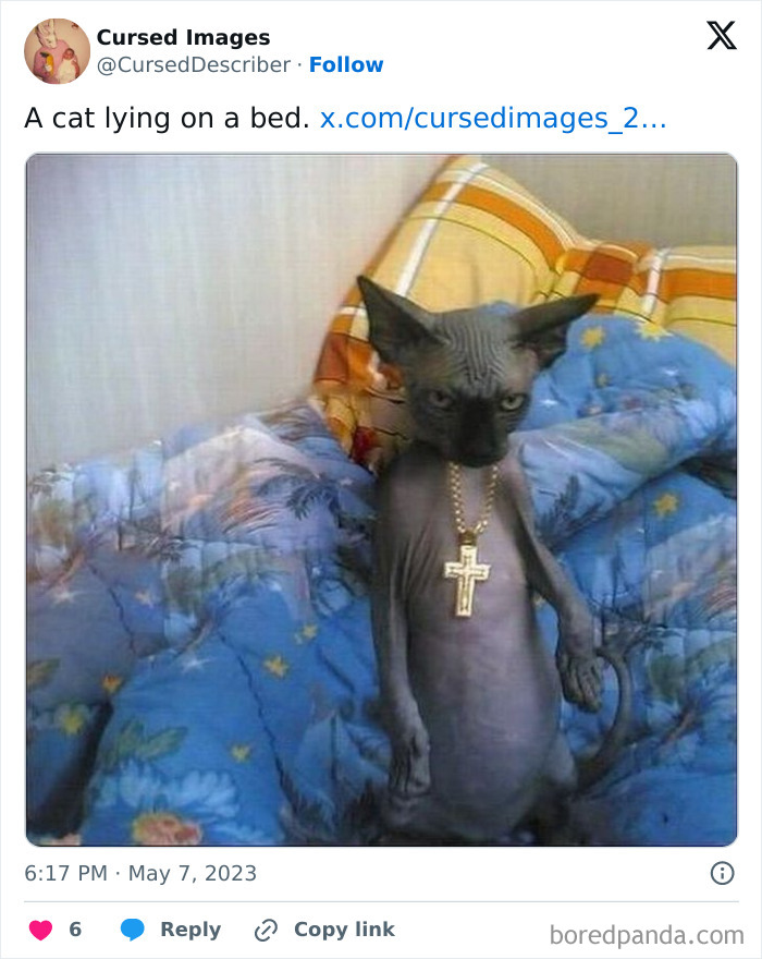 Bizarre cursed cat with a gold cross necklace sitting upright on a colorful patterned bed in disturbing cursed pictures.