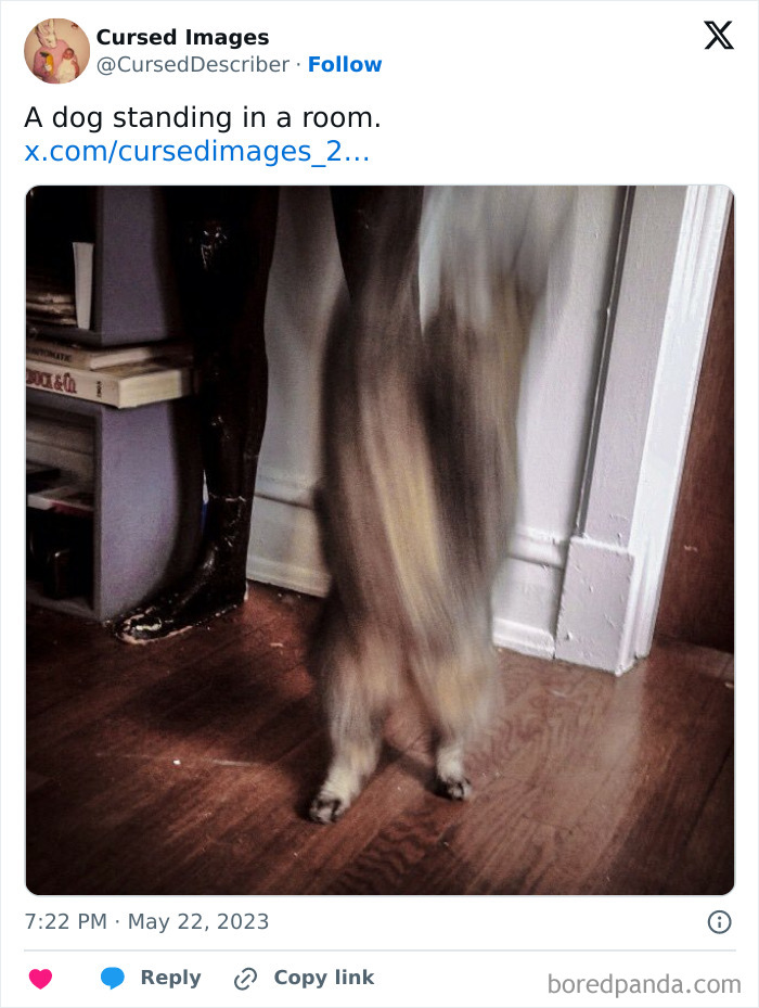 Blurry distorted dog in a room, creating one of the disturbing pictures so wrong they have to be cursed.
