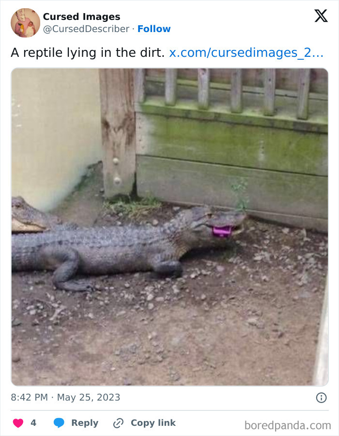 Alligator lying on dirt with a bright pink object in its mouth, creating a disturbing and cursed visual effect.