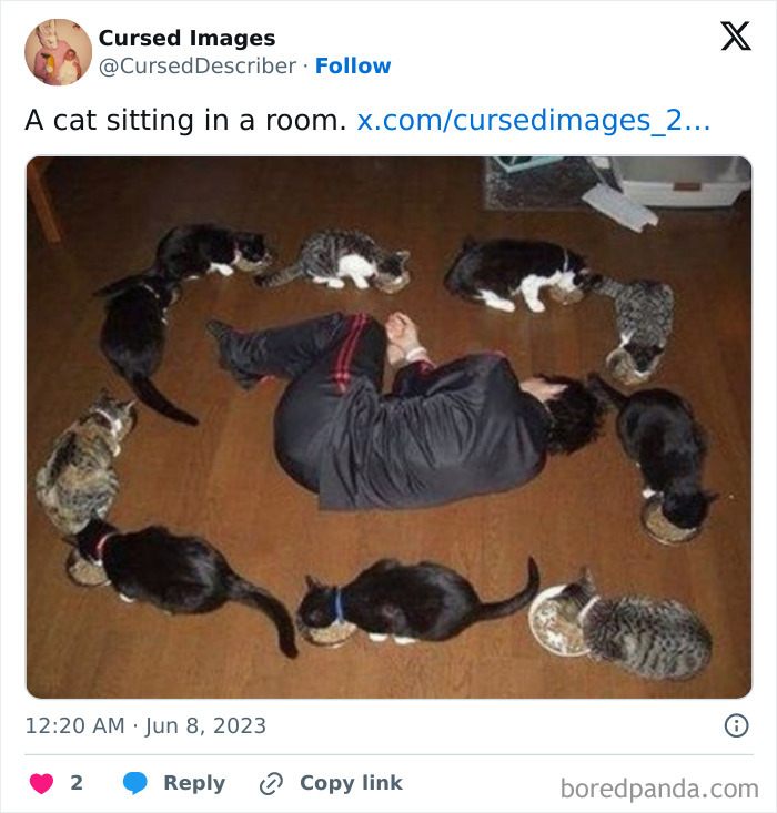 Person lying curled up on the floor surrounded by cats eating in a disturbing cursed images scene.