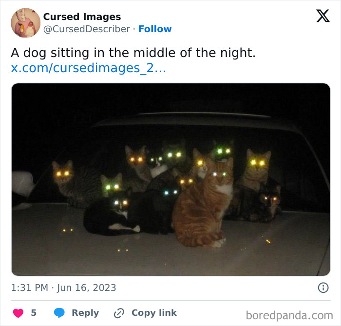 Cats with glowing eyes sitting on a car at night, creating a disturbing and cursed image effect.