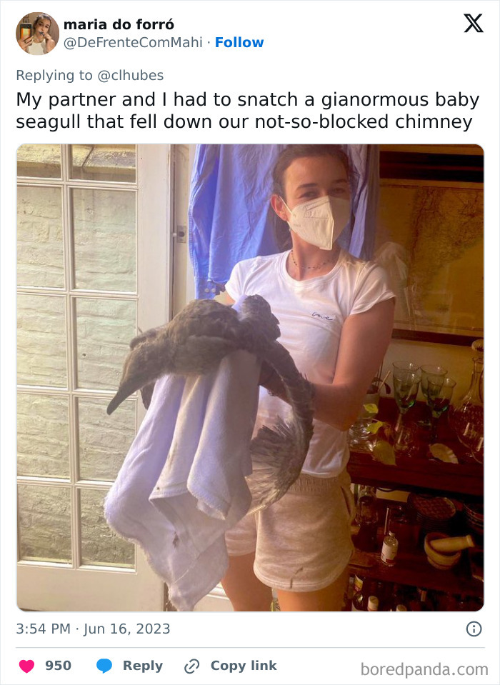 Person wearing mask holding a large baby seagull inside a rented home, showcasing landlord and renter issues.