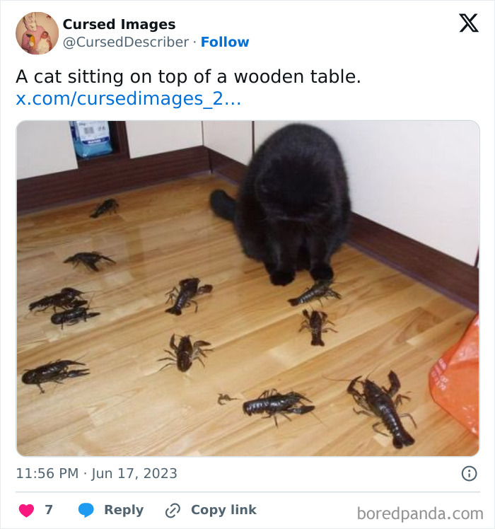 Black cat surrounded by lobsters on a wooden floor, illustrating disturbing pictures so wrong they have to be cursed.