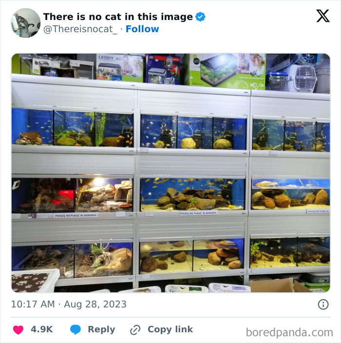 Multiple fish tanks on shelves with a cat seamlessly merged into the background, blending with aquarium decor and rocks.